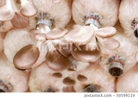 Mushroom in farm, Pleurotus pulmonarius. Mushroom in farm, Pleurotus pulmonarius. 50599119