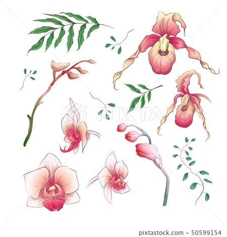 Orchid Tropical Flowers Floral Elements in hand 50599154