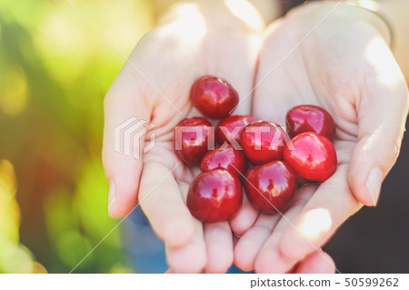 Cherry berries in the hands Cherry berries in the hands 50599262