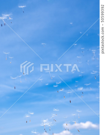 Fluff of dandelion Fluff of dandelion 50599392