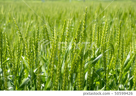 Wheat flower and ear 50599426