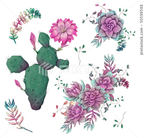 Succulents. Cacti hand drawn on a white Succulents. Cacti hand drawn on a white 50599588