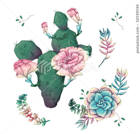 Succulents. Cacti hand drawn on a white 50599594