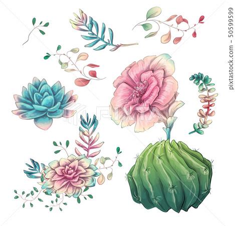 Succulents. Cacti hand drawn on a white Succulents. Cacti hand drawn on a white 50599599