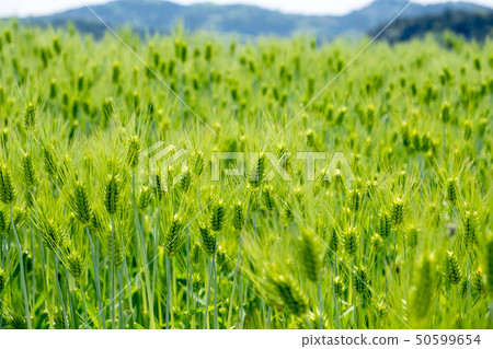 麥田在初夏 50599654