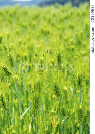 麥田在初夏 50599655