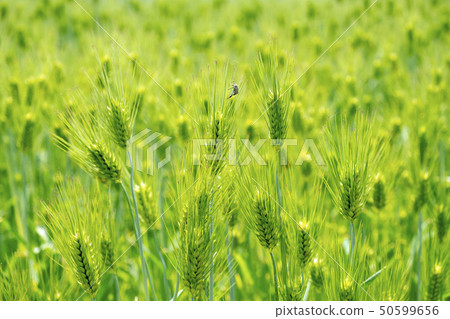 Wheat field in early summer Wheat field in early summer 50599656
