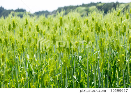 Wheat field in early summer Wheat field in early summer 50599657
