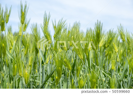 Wheat field in early summer 50599660