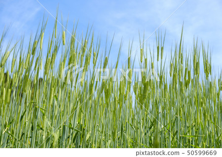 Wheat field in early summer Wheat field in early summer 50599669