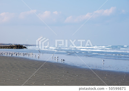 Hasaki coast (Ibaraki Prefecture Kamisu city) Hasaki coast (Ibaraki Prefecture Kamisu city) 50599871