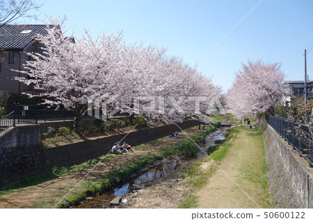 東京小金井野川市的櫻花照亮（從西野橋看到的倉間橋的方向） 50600122