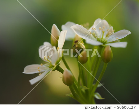 Flowers Flowers 50600127