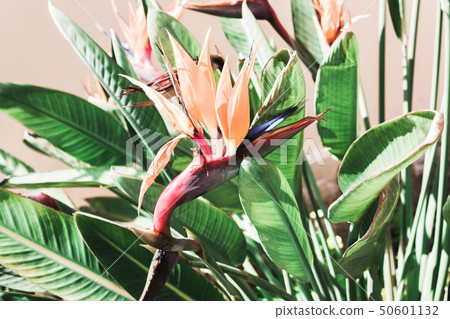 Beautiful coral flower.Strelitzia royal 50601132