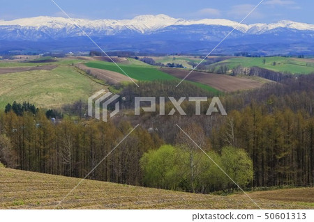 北海道美瑛的土地和雪的形象 北海道美瑛的土地和雪的形象 50601313