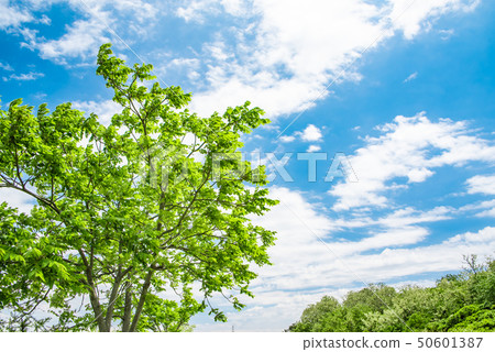 blue sky and green 50601387
