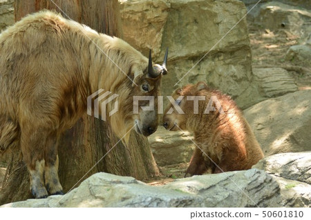 Parent and child of Golden Takin 50601810