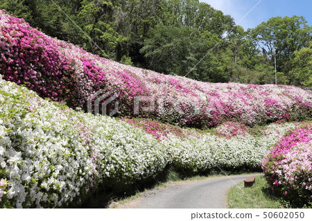 Arukawa Garden and Azalea Garden 50602050