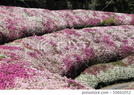 Arukawa Garden and Azalea Garden 50602052