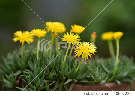 Three o'clock grass 50602225