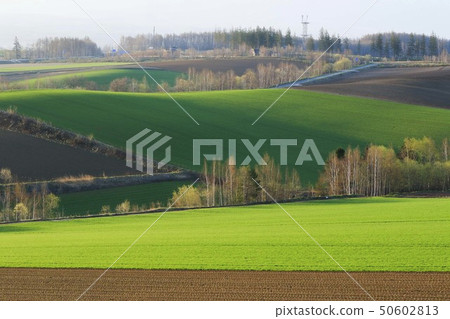 Hokkaido Biei Early morning hill scenery 50602813