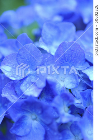 Hydrangea 01 50602826