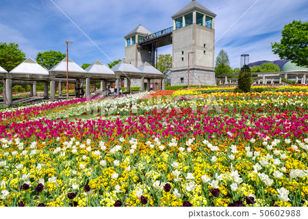 鬱金香田野盛開(群馬花卉公園) 鬱金香田野盛開(群馬花卉公園) 50602988