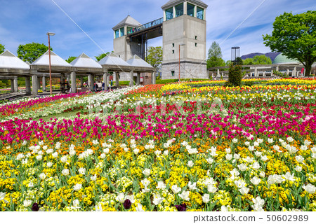 鬱金香田野盛開(群馬花卉公園) 鬱金香田野盛開(群馬花卉公園) 50602989