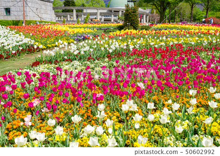 鬱金香田野盛開(群馬花卉公園) 鬱金香田野盛開(群馬花卉公園) 50602992