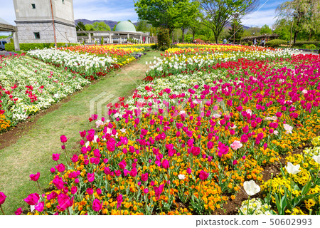 鬱金香田野盛開(群馬花卉公園) 鬱金香田野盛開(群馬花卉公園) 50602993