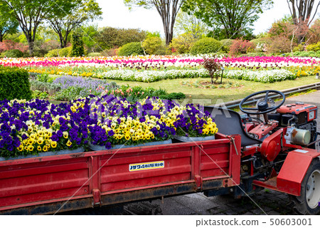 Tulip field in full bloom (Gunma Flower Park) Tulip field in full bloom (Gunma Flower Park) 50603001