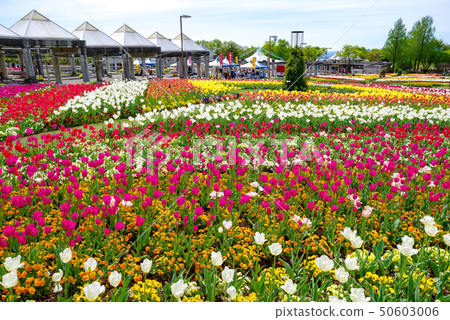 Tulip field in full bloom (Gunma Flower Park) Tulip field in full bloom (Gunma Flower Park) 50603006