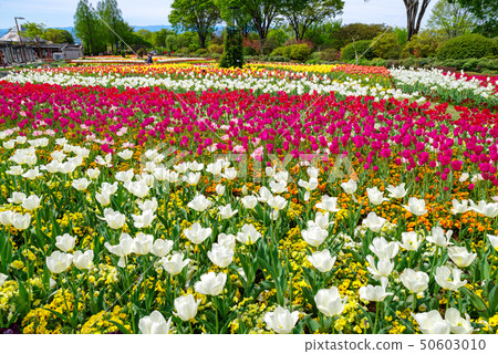 Tulip field in full bloom (Gunma Flower Park) Tulip field in full bloom (Gunma Flower Park) 50603010