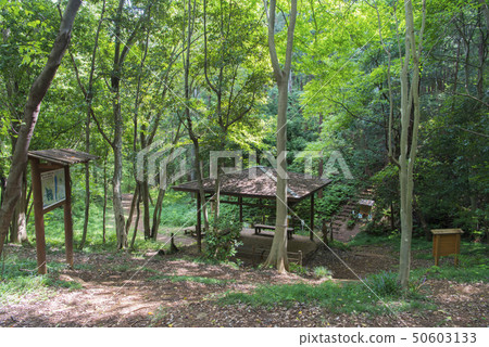 Totoro no Mori 50603133