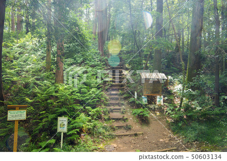 Totoro no Mori 50603134