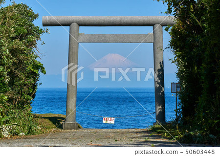 千葉縣Susaki Shrine Torii和富士山 50603448