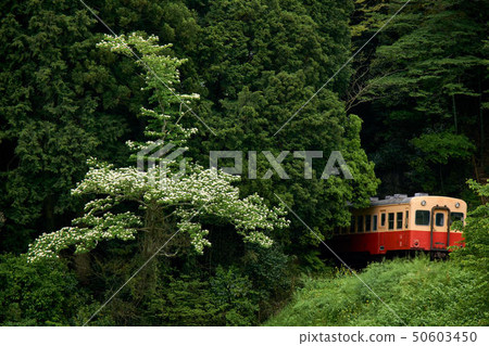千葉縣Kominato鐵路Morino火車Iikyu站 千葉縣Kominato鐵路Morino火車Iikyu站 50603450