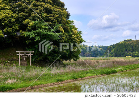 Chiba Prefecture Rural Shrine and Isumi Railway Chiba Prefecture Rural Shrine and Isumi Railway 50603458