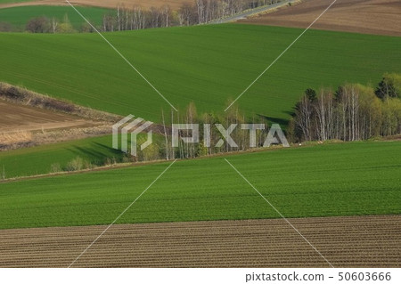 Hokkaido Biei Fresh green hill 50603666