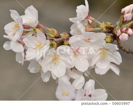 Yoshino cherry tree Yoshino cherry tree 50603997