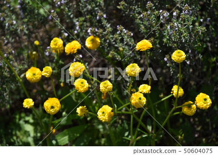 Ranunculus · Gold coin 50604075
