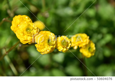 Ranunculus · Gold coin 50604076