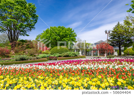 群馬花卉公園/鬱金香節日 50604404