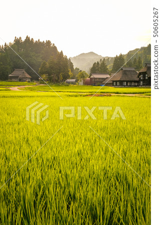 夏季鄉村景觀（在蘆之島環村的黃昏） 50605267
