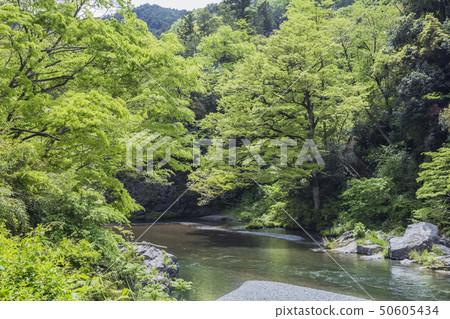 Fresh green Mitake Gorge Fresh green Mitake Gorge 50605434