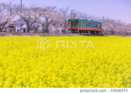 Moka Shinto and rape blossoms, rape blossoms and trains, rape blossoms, feel spring, spring trains, Moka line, Tochigi prefecture, Moka Shinto and rape blossoms, rape blossoms and trains, rape blossoms, feel spring, spring trains, Moka line, Tochigi prefecture, 50606075