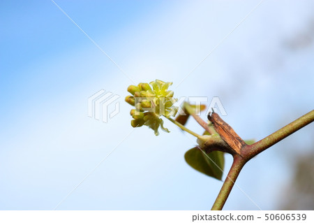 根據濟州雨，春天，花，芽， 50606539