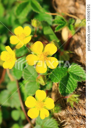 According to Jeju rain, spring, flower, bud, 50606591