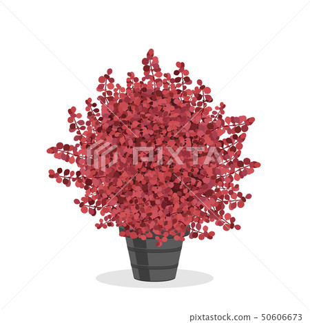 Crimson barberry bush trimmed into a ball shape. Crimson barberry bush trimmed into a ball shape. 50606673