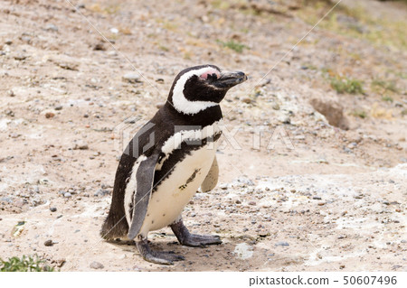Magellanic penguin. Caleta Valdes penguin colony, 50607496
